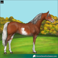 Horse Color:White Spotted Silver Bay Splash 