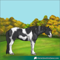Horse Color:Black Tobiano Frame Varnish 