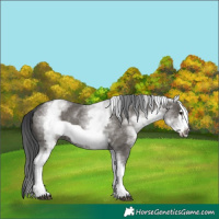 Horse Color:White Spotted Grullo Frame 