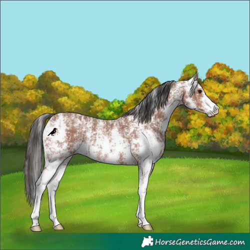 Horse Color:Bay Sabino Rabicano  and Bay Sabino Rabicano 