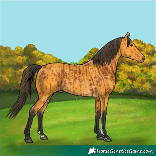 Horse Color:Bay Sabino Rabicano and Buckskin Sabino Rabicano