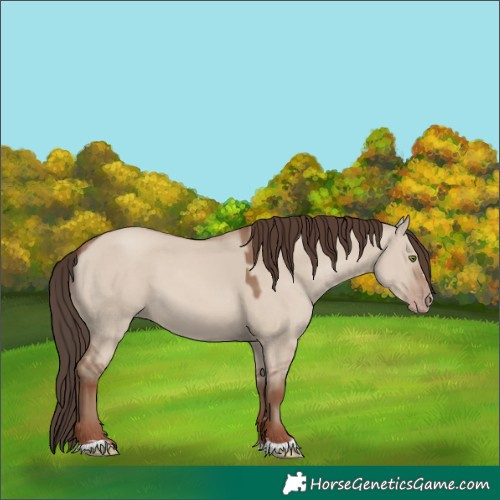 Horse Color:Classic Champagne Dun 