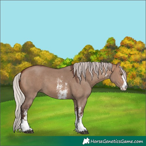 Horse Color:Silver Brown Dun Sabino 