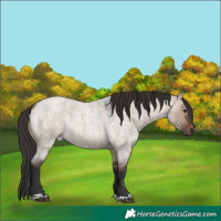 Horse Color:Brown Roan Dun