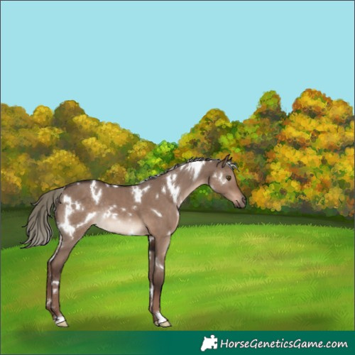 Horse Color:White Spotted Liver Red Dun Mushroom Rabicano 