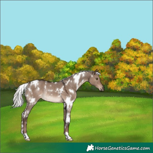 Horse Color:White Spotted Liver Red Dun Mushroom Rabicano 