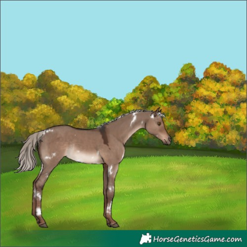 Horse Color:White Spotted Liver Red Dun Mushroom Rabicano 