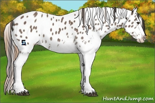 Horse Color:White Spotted Buckskin Roan Appaloosa 