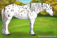 Horse Color:White Spotted Buckskin Roan Appaloosa 