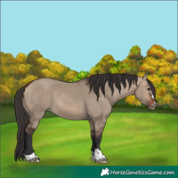 Horse Color:Bay Dun 