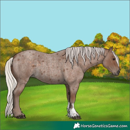 Horse Color:Silver Blue Roan Sabino 