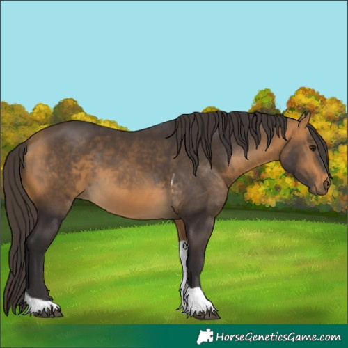 Horse Color:Buckskin Tobiano 