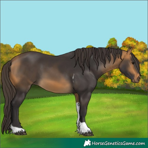 Horse Color:Buckskin Tobiano
