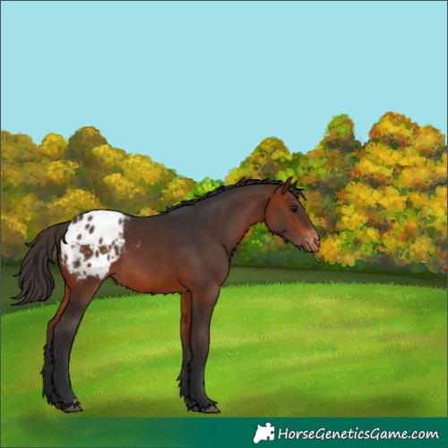 Horse Color:Bay Appaloosa 