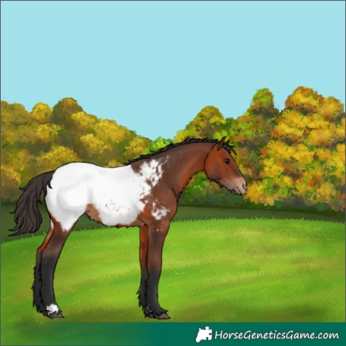 Horse Color:Bay Appaloosa 