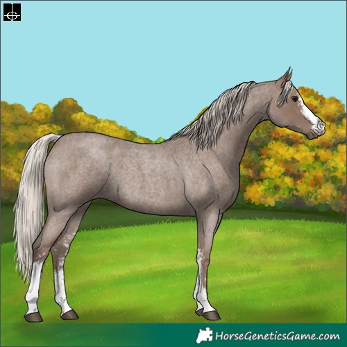 Horse Color:Silver Blue Roan Sabino 