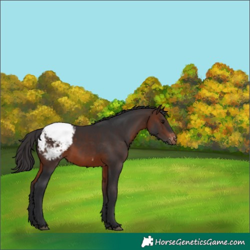 Horse Color:Brown Snowcap