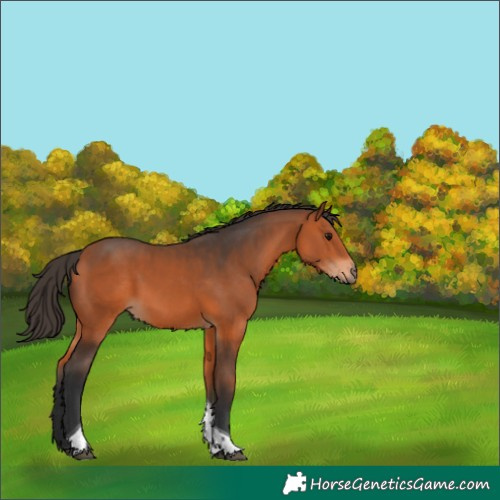 Horse Color:Bay Tobiano