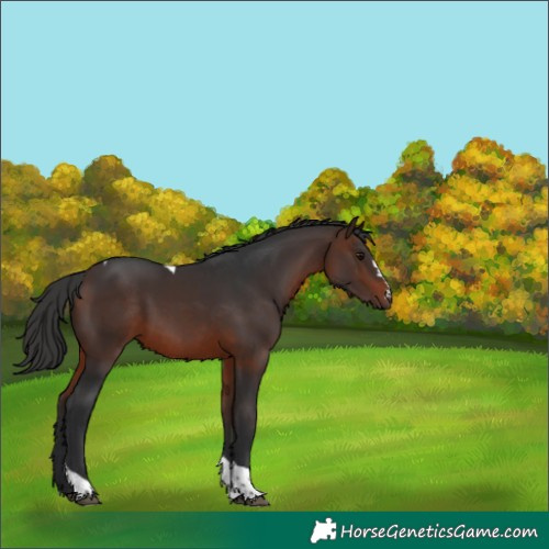 Horse Color:Brown Tobiano