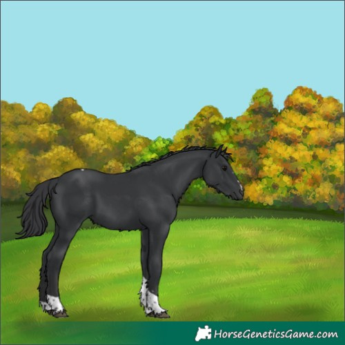 Horse Color:Black Tobiano
