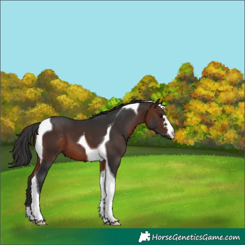 Horse Color:Brown Tobiano