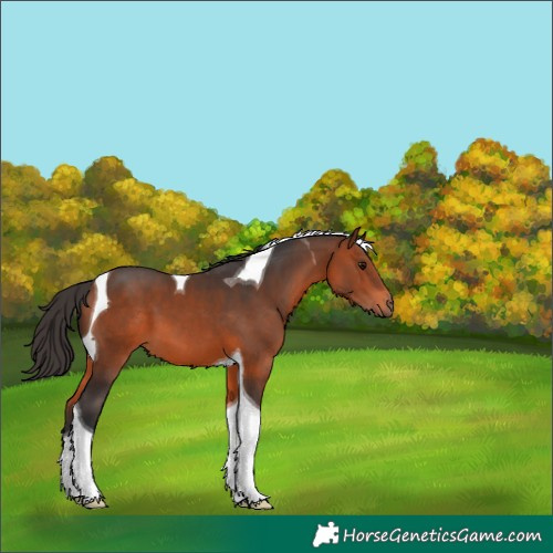 Horse Color:Bay Tobiano 