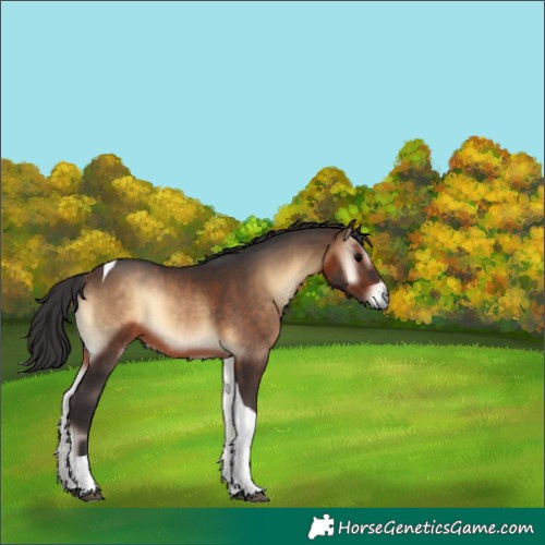 Horse Color:Brown Onyx Tobiano