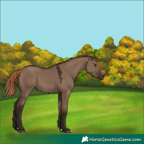 Horse Color:Liver Red Dun 