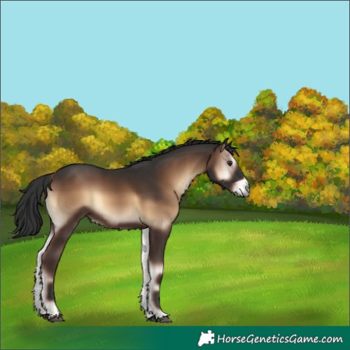 Horse Color:Liver Red Onyx
