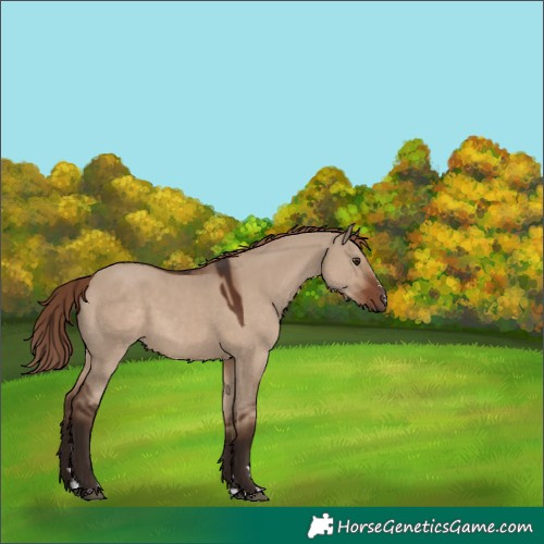 Horse Color:Liver Red Dun