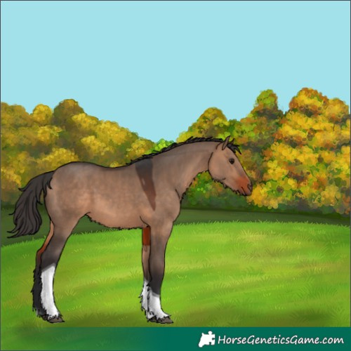 Horse Color:Bay Dun Tobiano