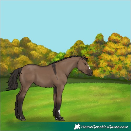 Horse Color:Liver Red Dun