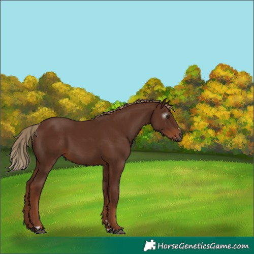 Horse Color:Gray Chestnut 