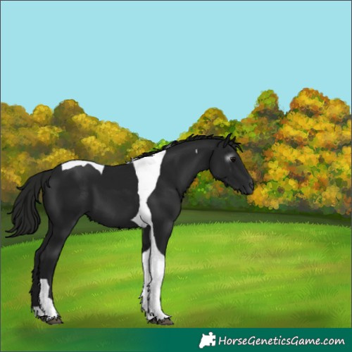 Horse Color:Gray Black Tobiano 