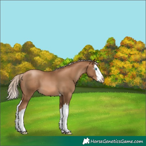 Horse Color:Gray Chocolate Palomino Pearl Splash 