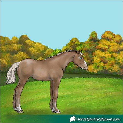 Horse Color:Gray Silver Smoky Black Pearl
