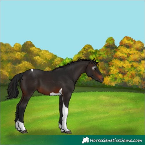 Horse Color:Gray Brown Tobiano 