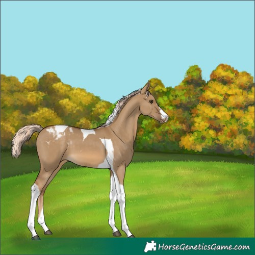 Horse Color:Chocolate Palomino Dun Tobiano Appaloosa 