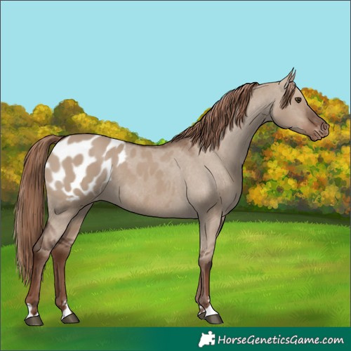 Horse Color:Liver Red Dun Blanket Rabicano 