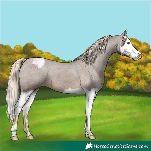 Horse Color:Chocolate Palomino Splash Varnish 