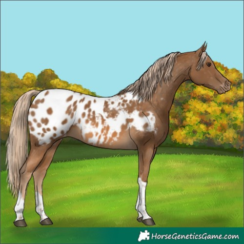 Horse Color:Chocolate Palomino Tobiano Blanket 