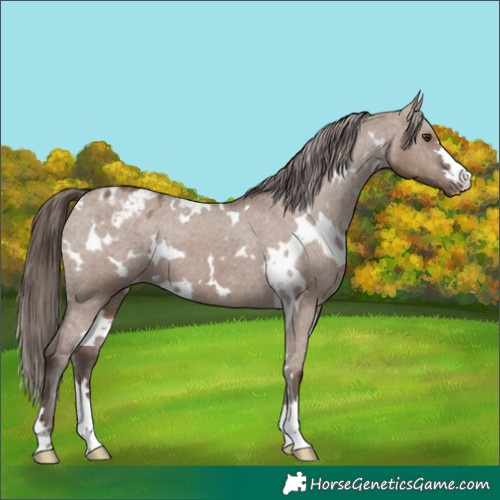 Horse Color:White Spotted Liver Red Dun Varnish 