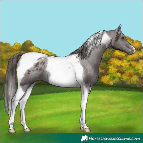 Horse Color:Liver Chestnut Tobiano Varnish Rabicano 