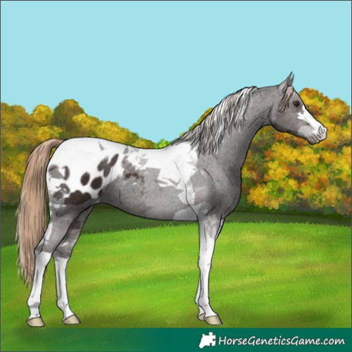 Horse Color:Liver Chestnut Tobiano Blanket 