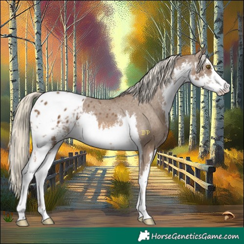 Horse Color:White Spotted Chocolate Palomino Blanket 
