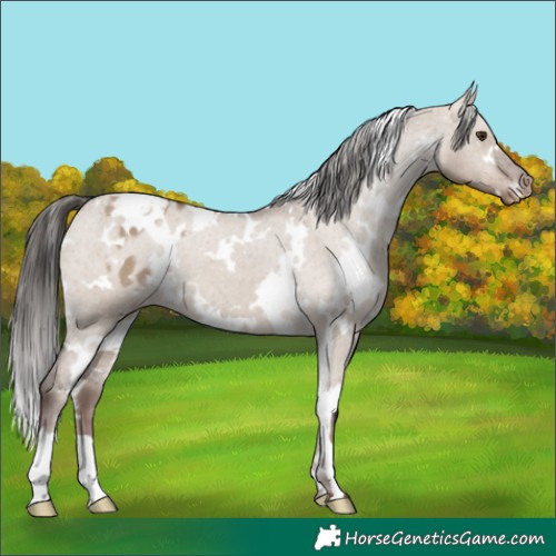 Horse Color:White Spotted Liver Red Dun Appaloosa 