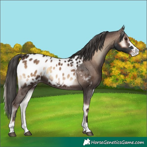 Horse Color:Liver Red Onyx Blanket 