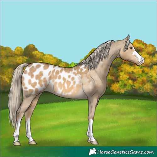 Horse Color:Chocolate Palomino Dun Blanket 
