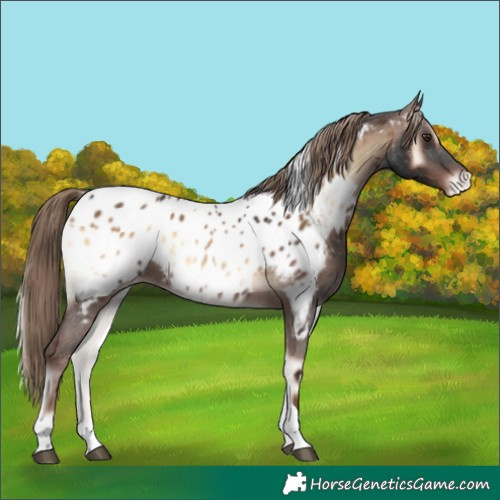 Horse Color:Liver Red Onyx Tobiano Appaloosa 