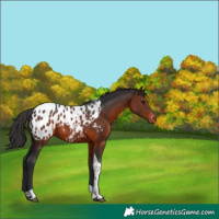 Horse Color:Brown Tobiano Appaloosa